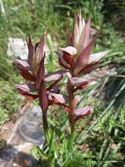 Bilamellaria
