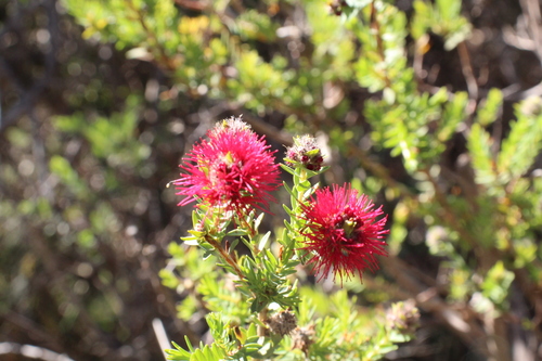 Image of Melaleuca purpurea by (c) Em Lamond, some rights reserved (CC BY)