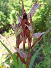 Bilamellaria