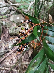 Chamaedorea tepejilote
