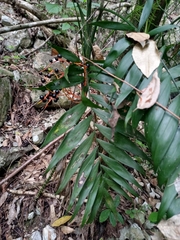 Chamaedorea tepejilote
