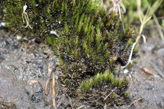 Campylopus bicolor