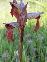 Bilamellaria