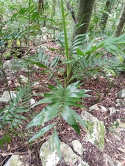 Chamaedorea tepejilote