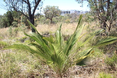 Macrozamia fraseri