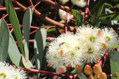 Eucalyptus marginata