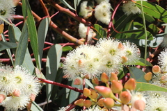 Eucalyptus marginata