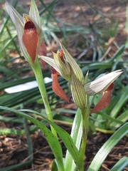 Bilamellaria