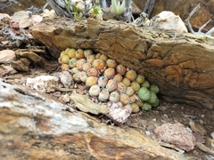 Conophytum ficiforme