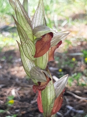 Bilamellaria