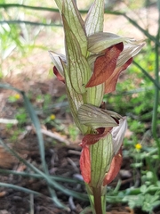Bilamellaria