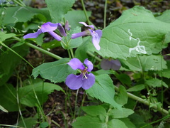 Raphanus sativus raphanistroides