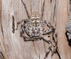 Holconia murrayensis