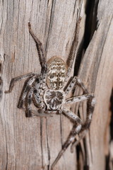 Holconia murrayensis