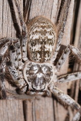 Holconia murrayensis