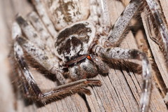 Holconia murrayensis