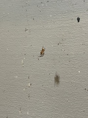 Araneus pegnia