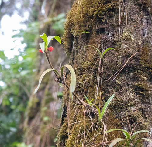 Maxillaria fulgens, photograph 4