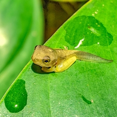 Smilisca phaeota