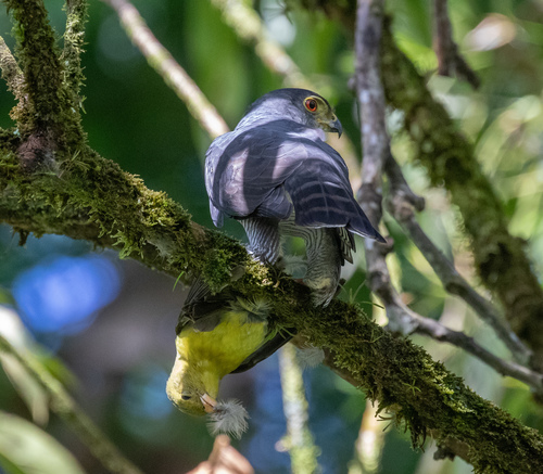Tiny Hawk (Microspizias superciliosus), photo 3