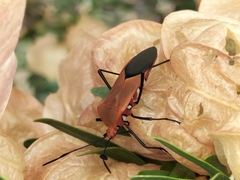 Galaesus hasticornis