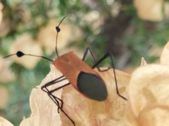 Galaesus hasticornis