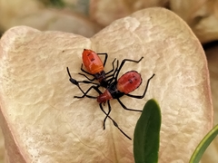 Galaesus hasticornis