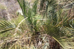Macrozamia fraseri