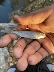 Hesperoleucus venustus