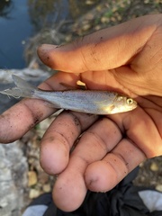 Hesperoleucus venustus