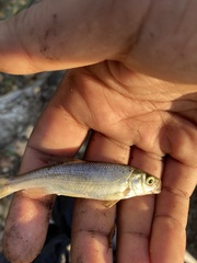 Hesperoleucus venustus