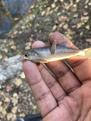 Hesperoleucus venustus