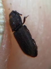 Pycnomerodes peregrinus