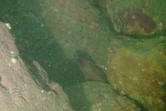 Gymnothorax thyrsoideus