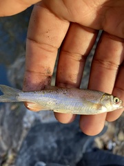 Hesperoleucus venustus