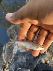 Hesperoleucus venustus