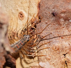 Allothereua maculata