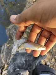 Hesperoleucus venustus