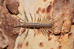 Allothereua maculata