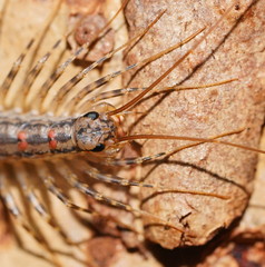 Allothereua maculata