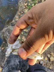 Hesperoleucus venustus