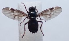 Berisina maculipennis