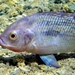 Nile Tilapia - Photo (c) Lorenz, some rights reserved (CC BY-NC), uploaded by Lorenz