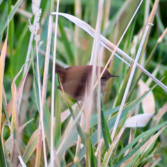 Troglodytes troglodytes