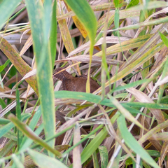 Troglodytes troglodytes