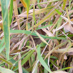 Troglodytes troglodytes