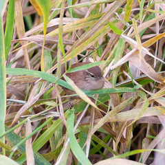 Troglodytes troglodytes