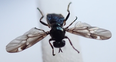 Berisina maculipennis