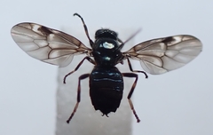 Berisina maculipennis