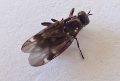 Berisina maculipennis